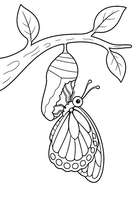 Schmetterling schlüpft aus dem Kokon als Malvorlage – Ausmalbild zum Ausdrucken