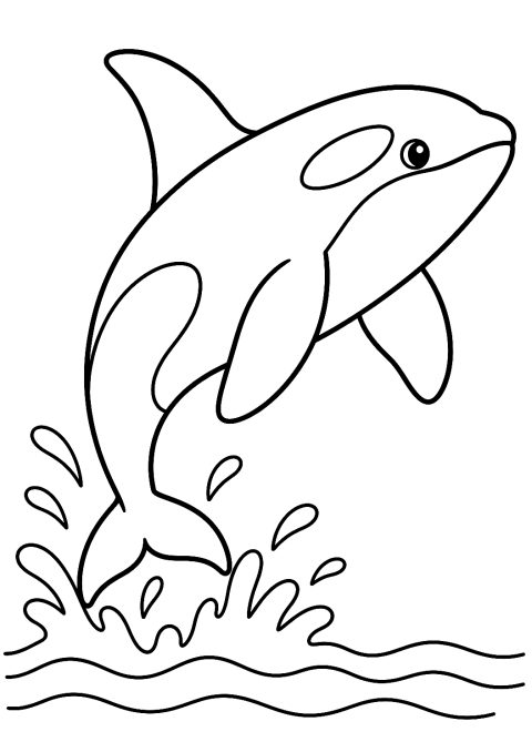 Orca para colorear – dibujo para colorear e imprimir