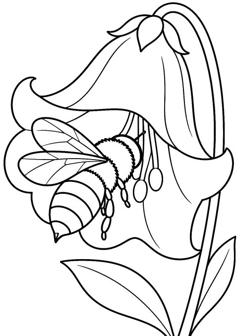 Ape che beve nettare da una campanula da colorare – disegno da colorare da stampare