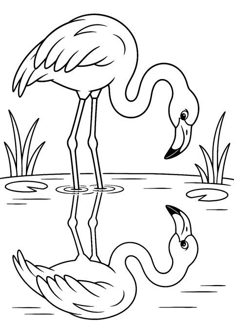 Flamenco Mirándose en el Espejo del Agua para Colorear – dibujo para colorear e imprimir