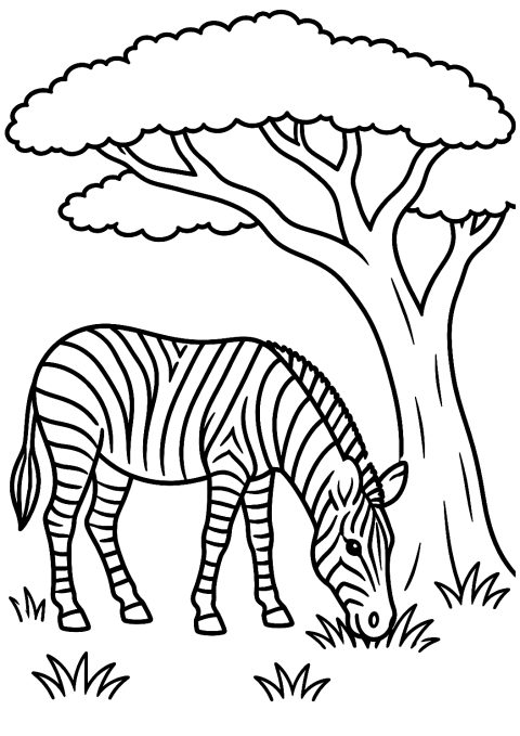Zebra, der græsser i skyggen som malebillede – malebog til udskrivning