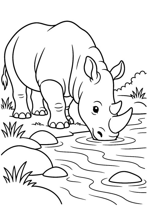 Nashorn beim Trinken aus einem Fluss als Malvorlage – Ausmalbild zum Ausdrucken