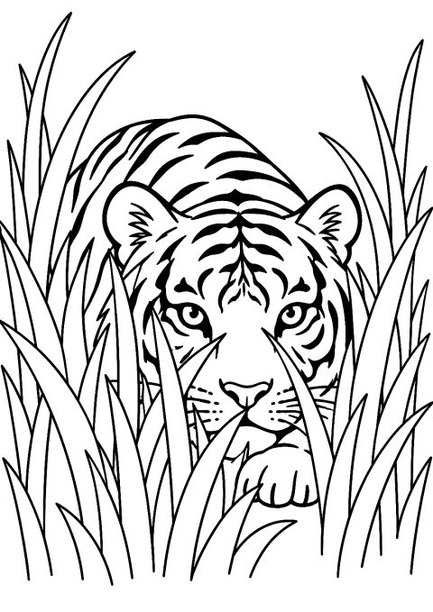 Tiger Hiding in the Tall Grass Coloring Page – printable coloring page